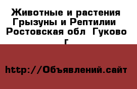 Животные и растения Грызуны и Рептилии. Ростовская обл.,Гуково г.